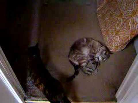 Nippy Kitties