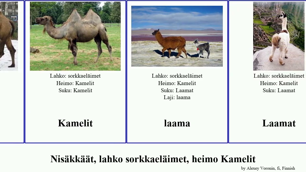 Nisäkkäät, lahko sorkkaeläimet, heimo Kamelit mammal ferus Stenomylus Laamat Alpakka Titanotylopus
