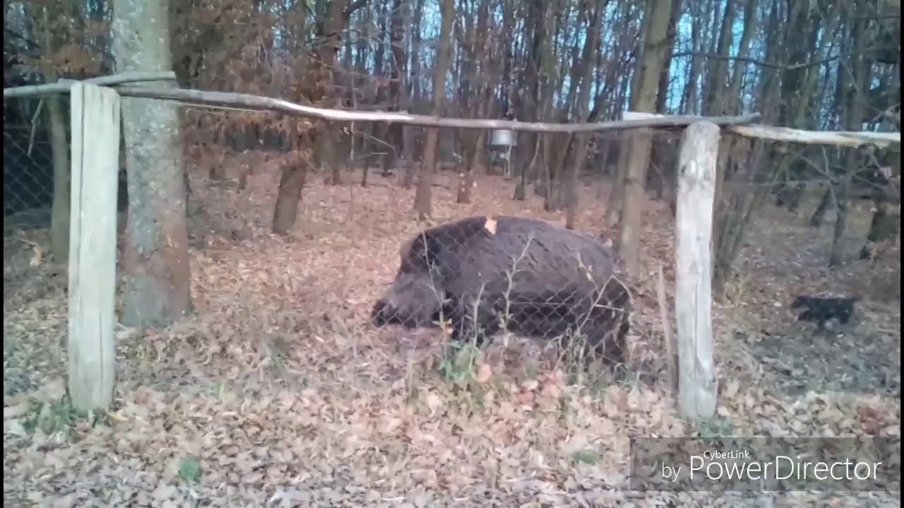 Njemački lovni terijer Ajka - Gater
