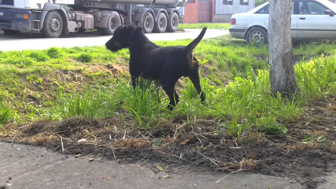 Njemački lovni terijer Arko