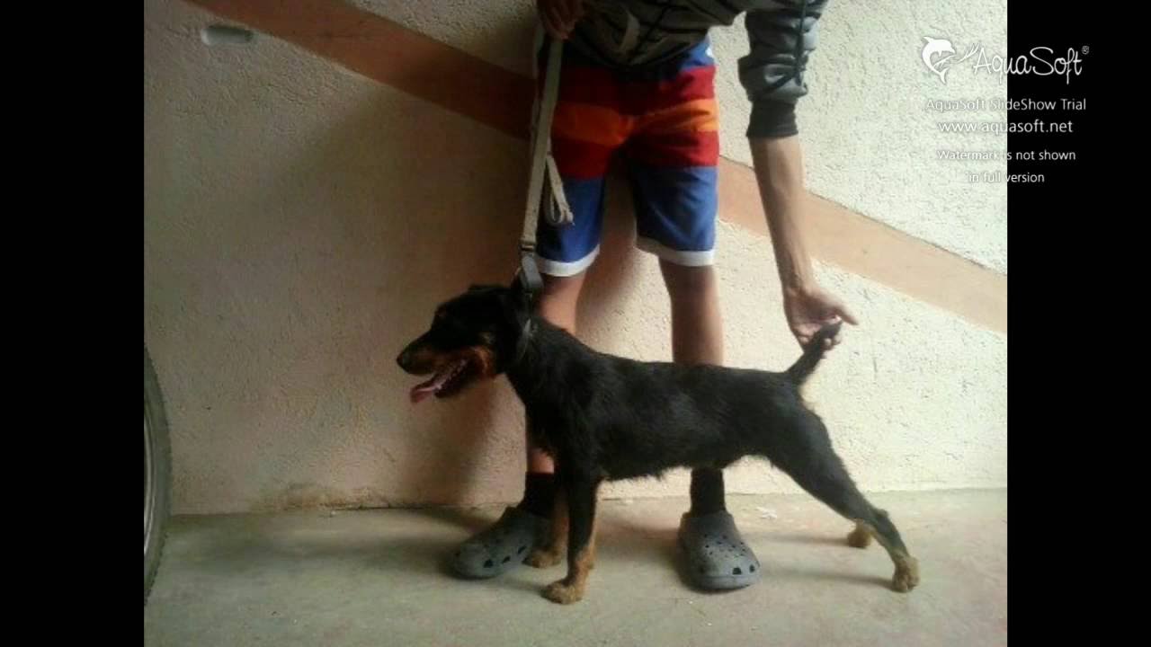 Njemački lovni terijer Kiki