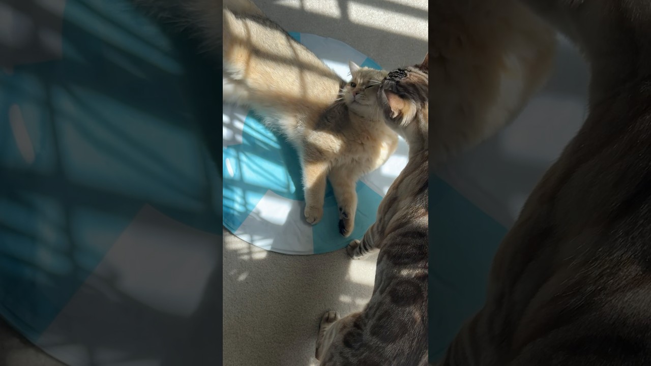 No cleaning! #bengalcat #britishshorthair #cutecats #funnycats #shorts #catcomedy #funny #cats #cat