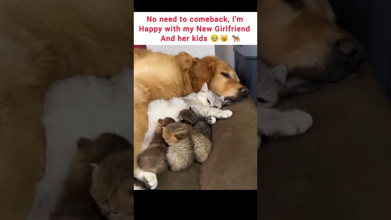 No need to comeback, I'm      Happy with my New Girlfriend  And her kids 🥹🐕‍🦺♥️😺