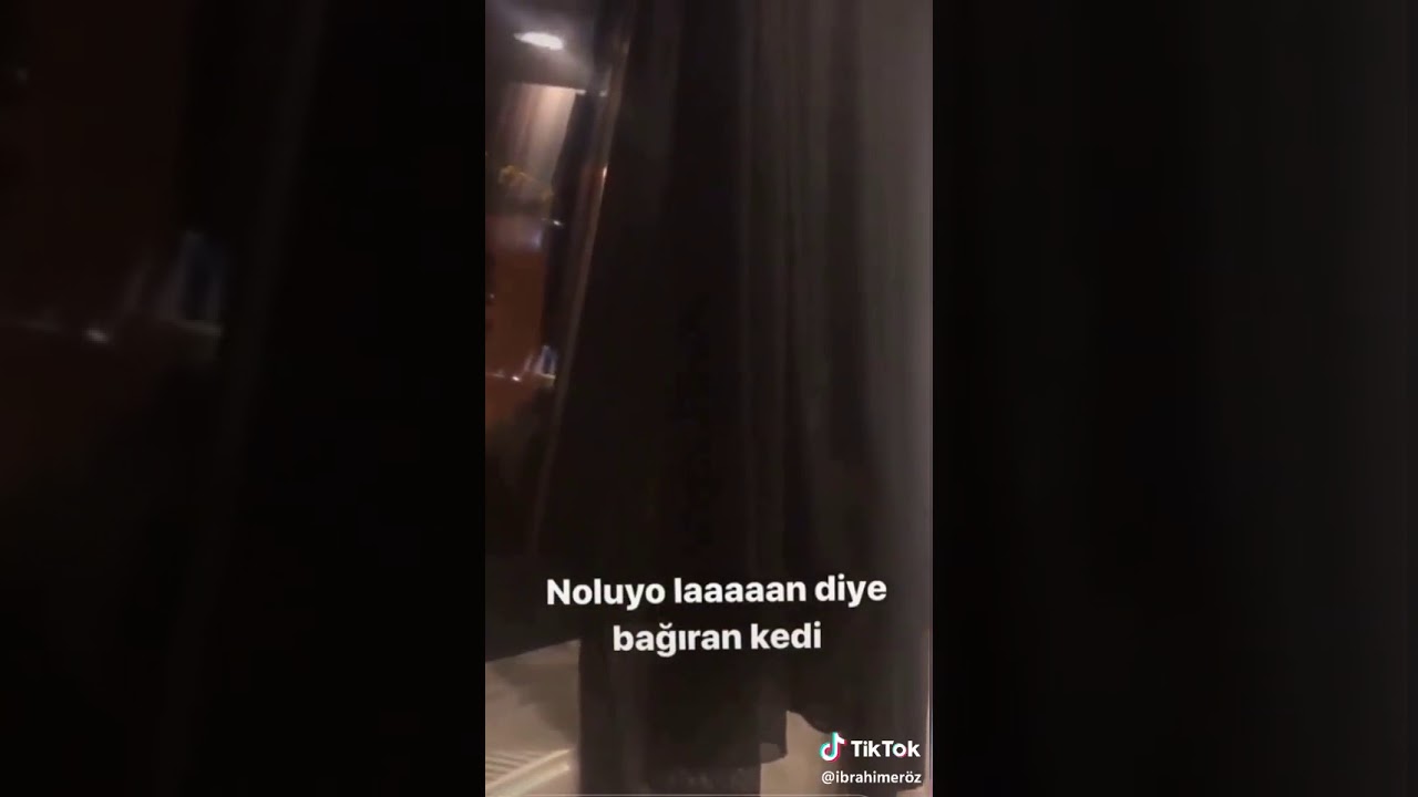 Noluyo laaaaan diye bağıran kedi 😂😂😂😂😂😂