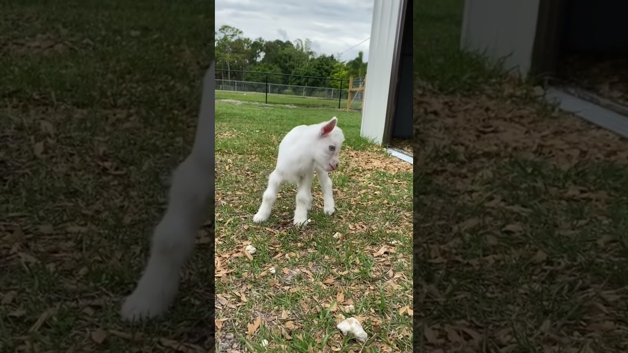 Nothing cuter than Baby Goats🥺🐐