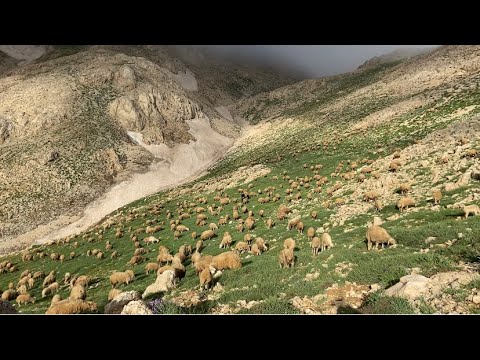 NURHAK DAĞLARINDA KURTLAR SÜRÜYE GELDİ VE ULUDULAR YAYLALARIMIZ