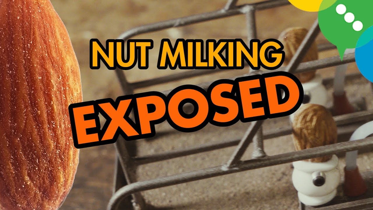 Nut Milking EXPOSED