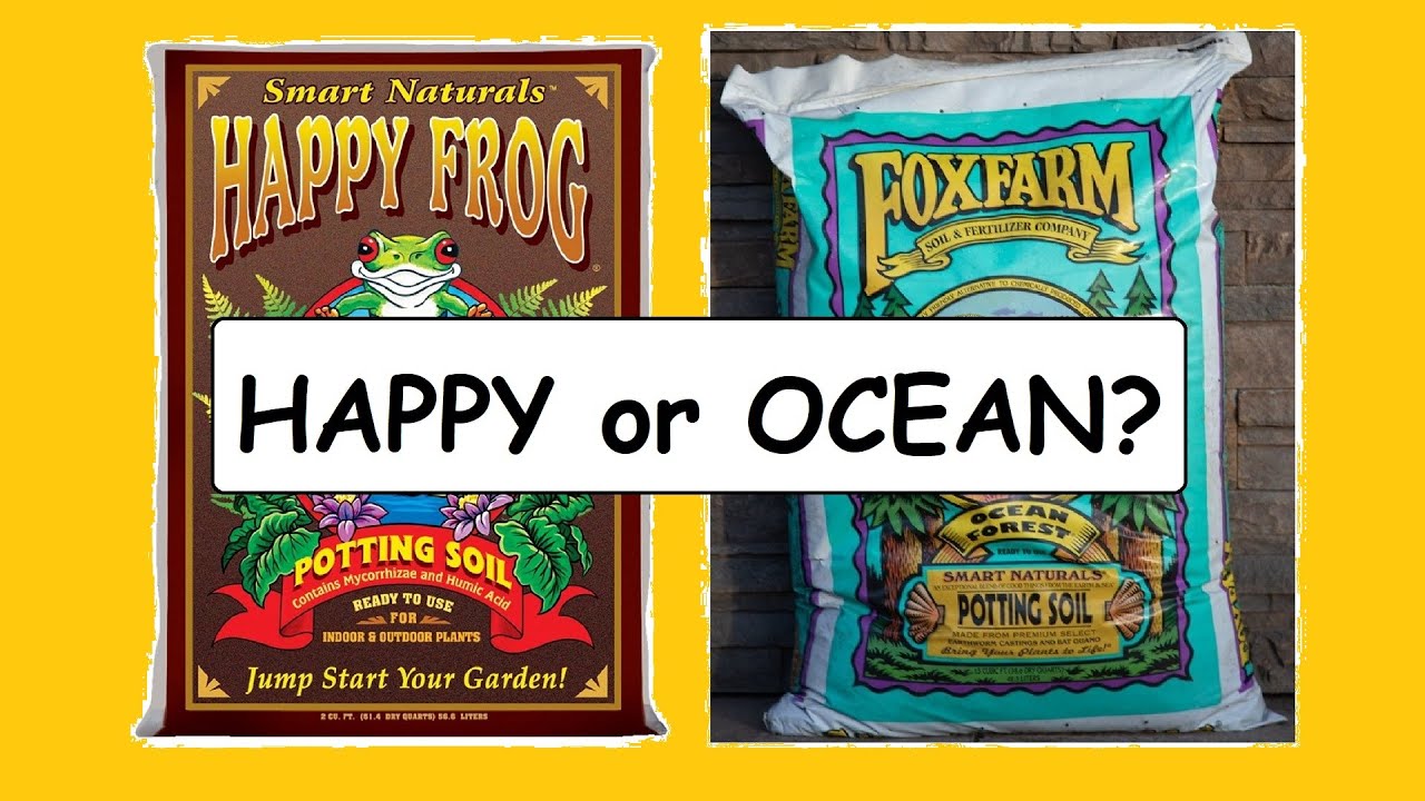 Ocean Forest or Happy Frog
