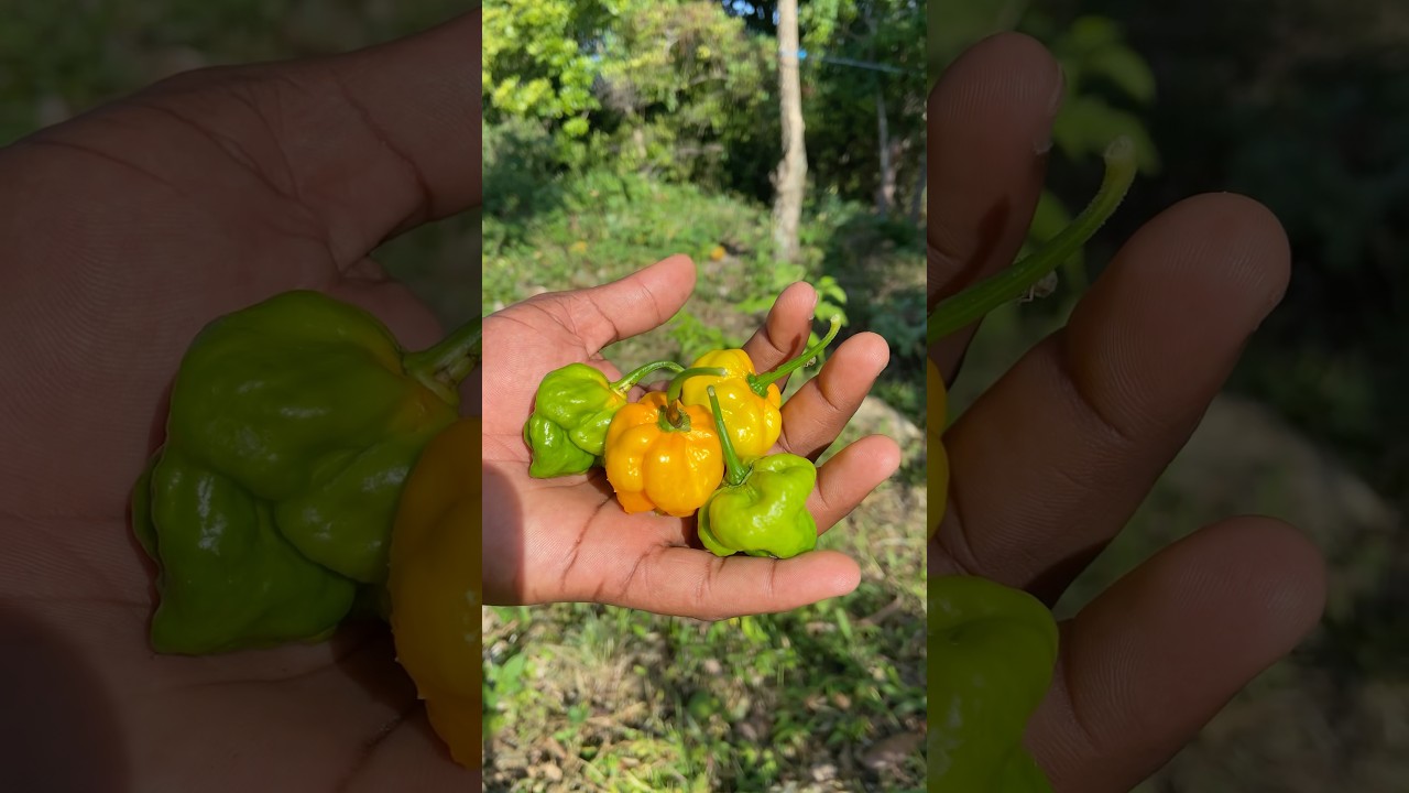 Off-Grid Living Jamaica | A Beautiful Garden Harvest #shortsfeed #offgrid #shorts