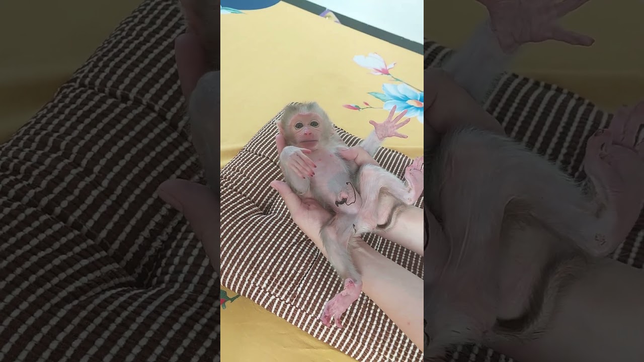 Oh God, Newborn Monkey Crry Beg Mom Breastfeeding #animals #cute