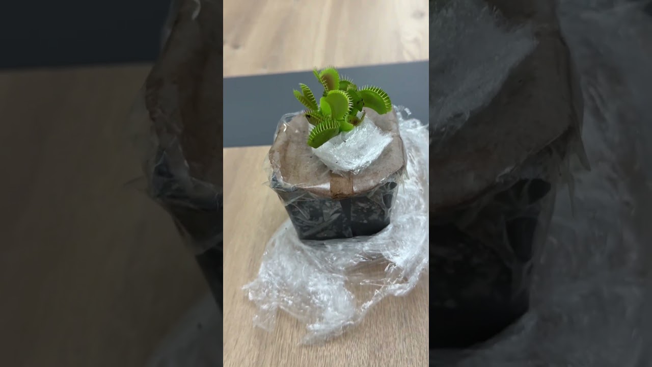 Çok tatlı görünmüyor mu 🙃🪰 #unboxing #flytrap #plants