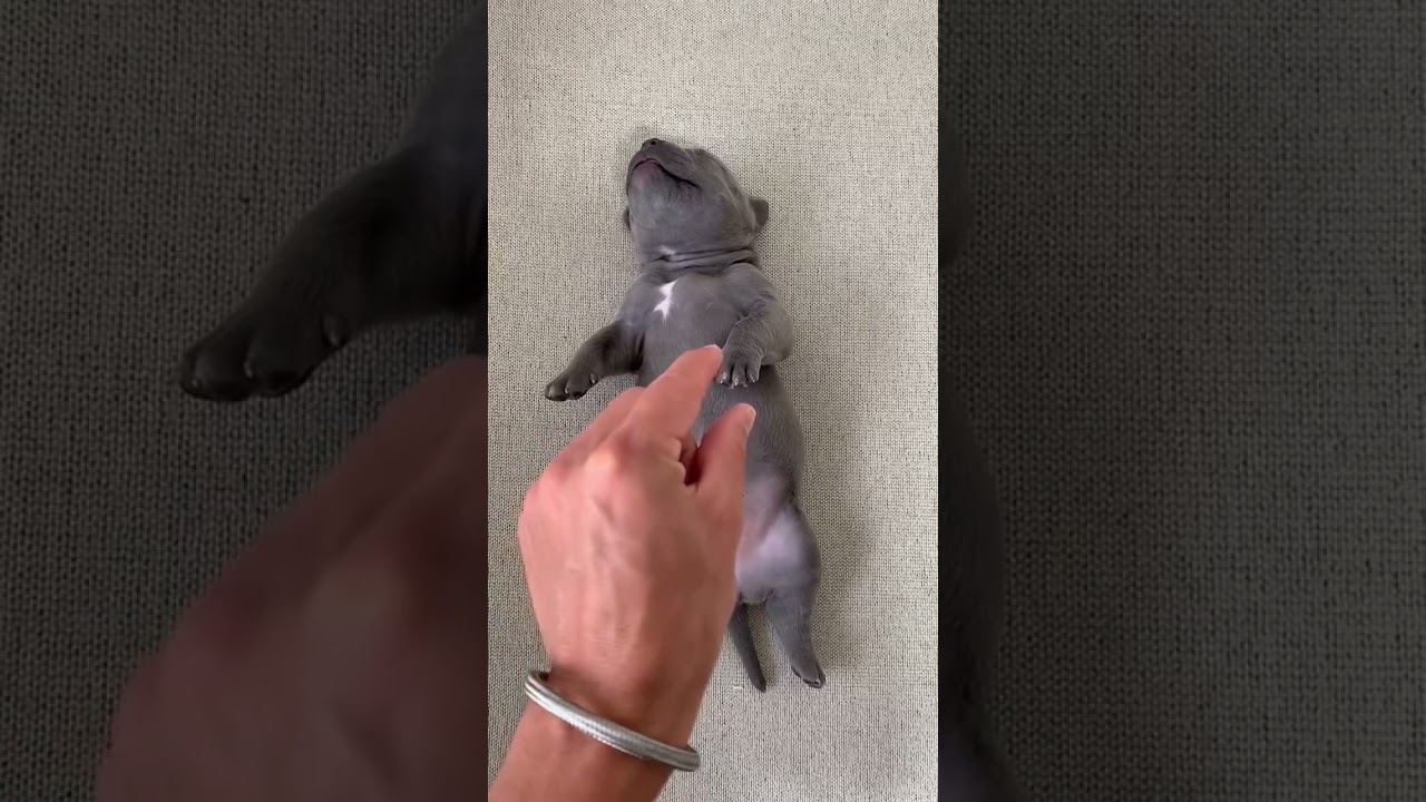 Olha a Reação do Filhote 🤣😅😂 #americanbully #dog #humorpet #dogvideos #shorts #maoriblue