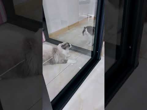 OMG So Cute Cats ♥ Best Funny Cat ❤️🐈Videos 2021 #2035