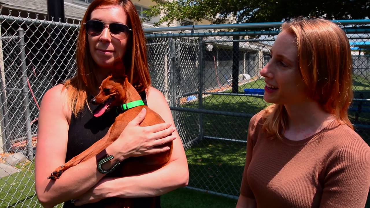 Orange County Animal Services Adoption Challenge