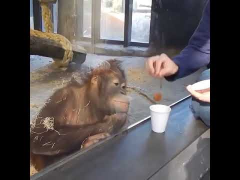 orangutan ın gülüşü