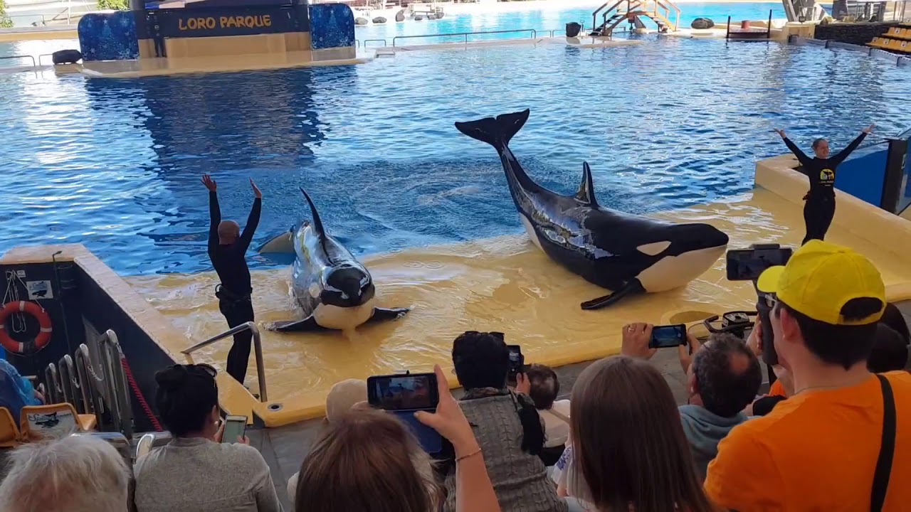 Orca fart (killer whale)