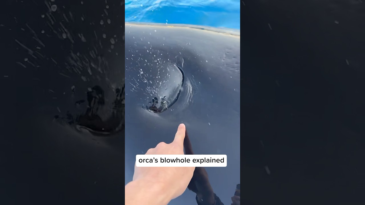 Orca’s Blowhole Explained #orca