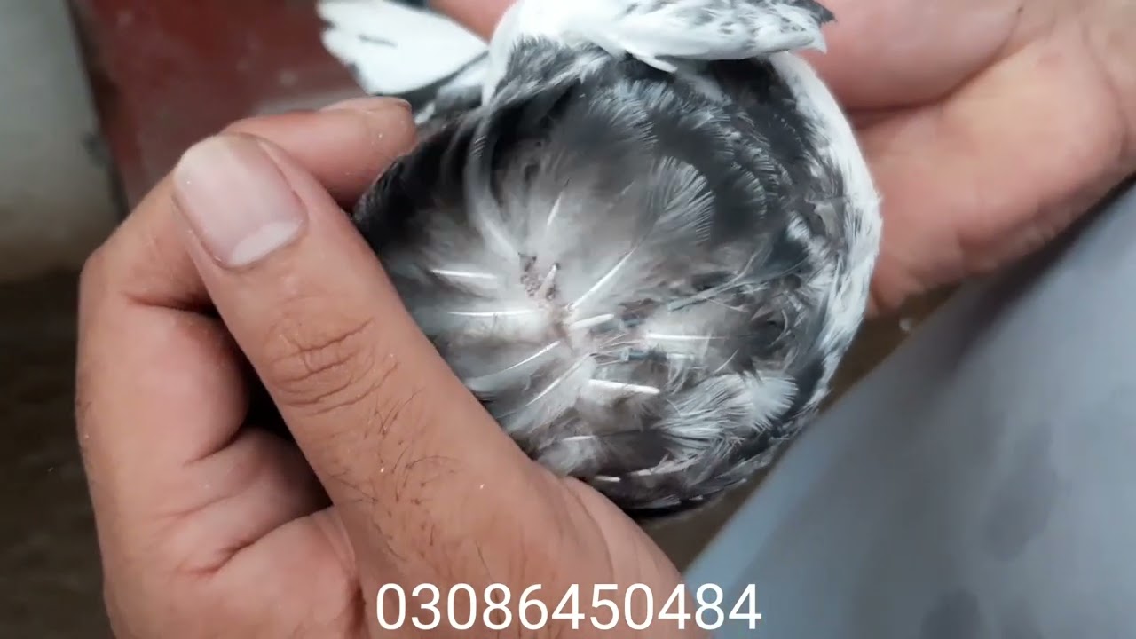 original Sialkoti 35 walay baby for sale