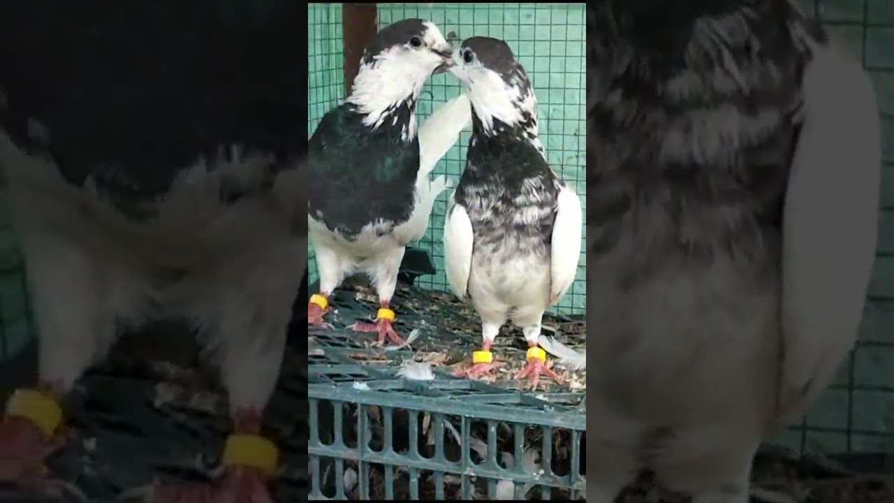 original sialkoti 35 waly breeder kabootar pair for sale #punjabdashok #chirimari #kabootarbazi