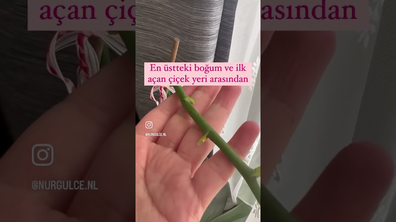 Orkide dalı budama