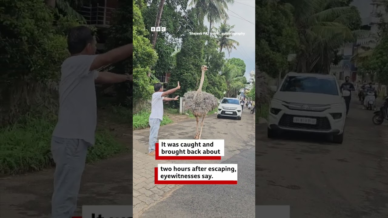 Ostrich roaming the streets in Kerala goes viral | BBC News India