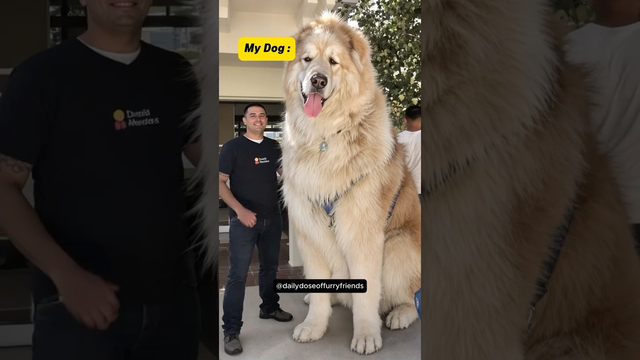 Other People's Dogs Vs My Dog 😂 (pt.32) #shorts #dog
