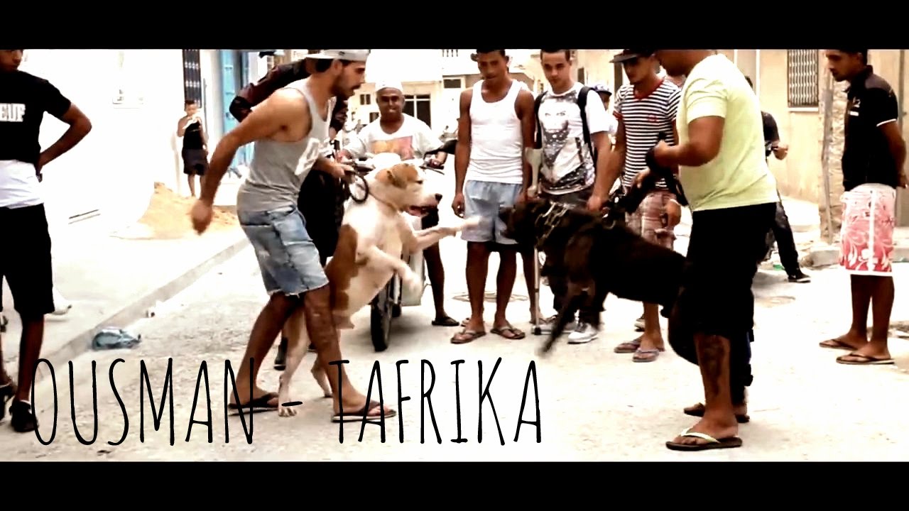 Ousman - Tafrika [Official Video]