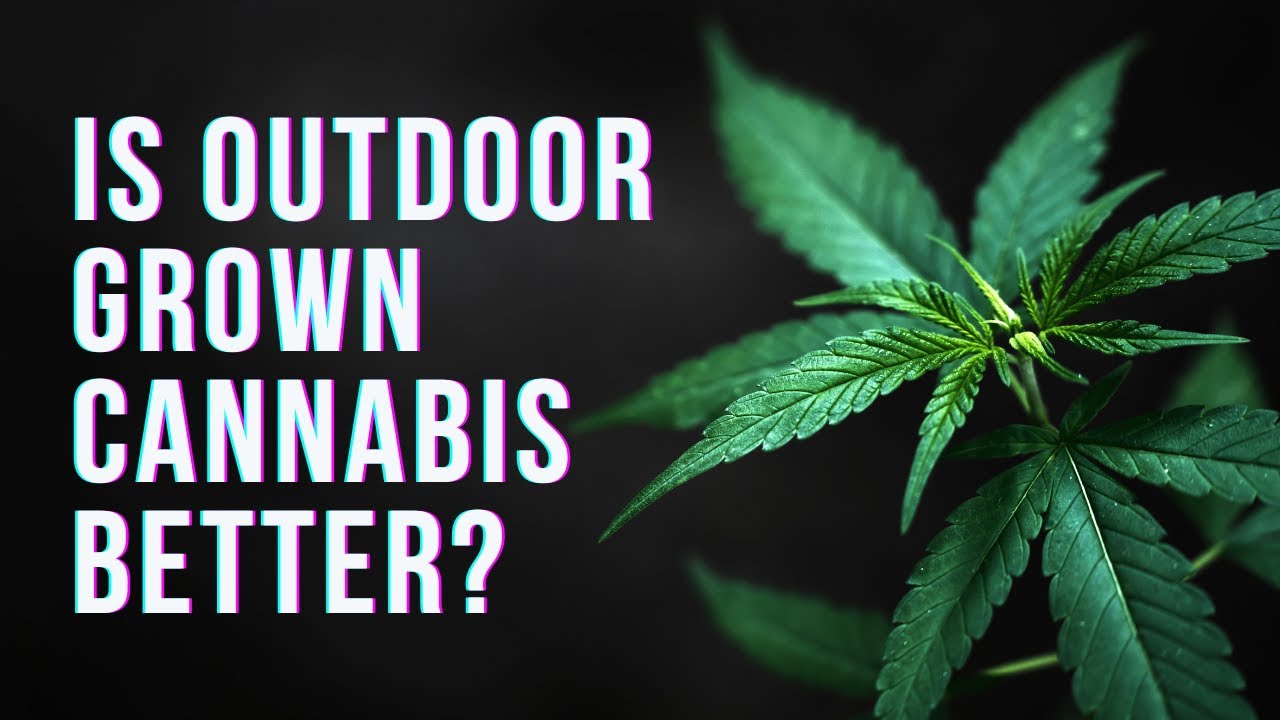 OUTDOOR VS INDOOR CANNABIS from a chemistry perspective: Breaking down the current reserach.