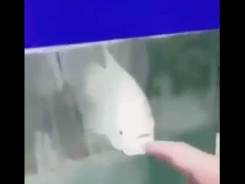 OWAAAAAAAAA