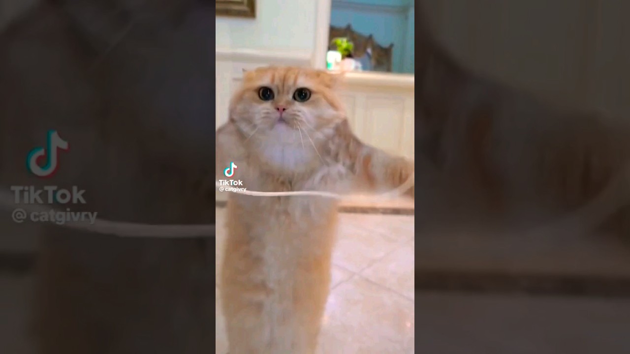 İp atlayan kedi 🐱 #trend #shorts #short #kediler