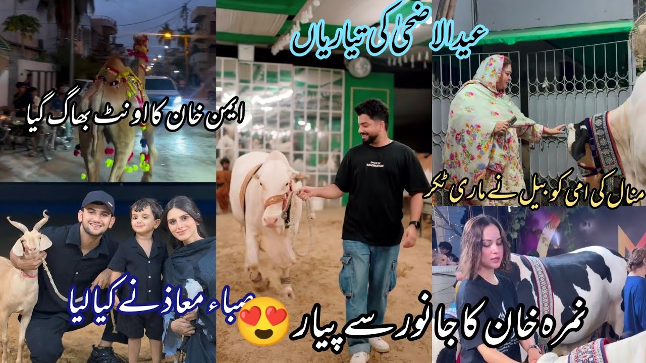 Pakistani Celebrities Eid ul Adha 2025 | Whitch Animal they Bought