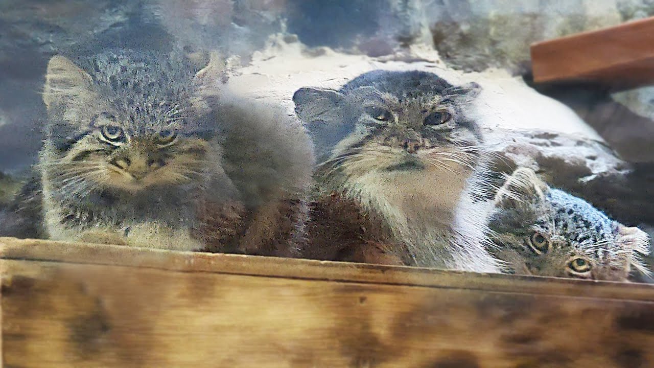 Pallas's cat babies born at Ueno Zoo
