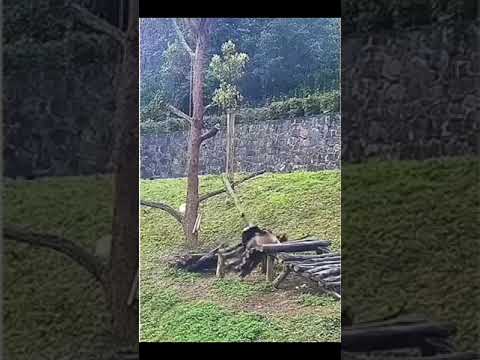 #Panda #animal #animals #falling #compil #pandatiktok #animaloftiktok  #funnyvideos #foryou #compila