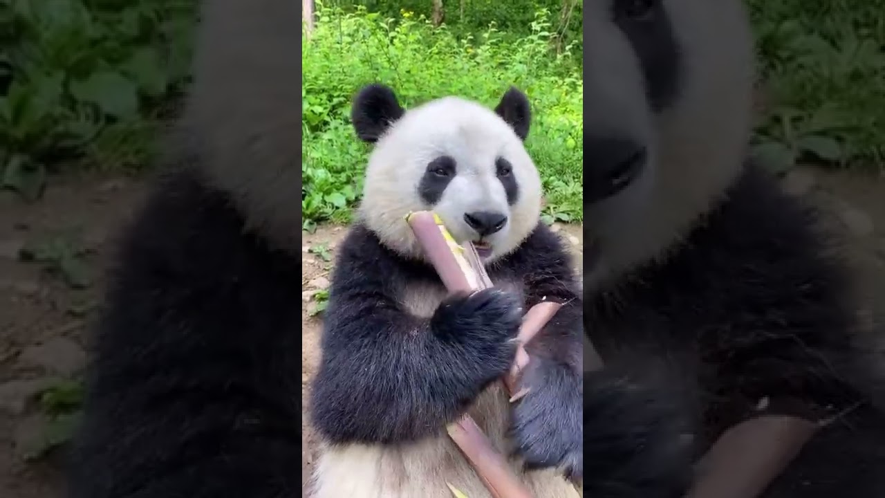 Panda vs Bamboo 🥰 #shorts  #panda #lovely #animal