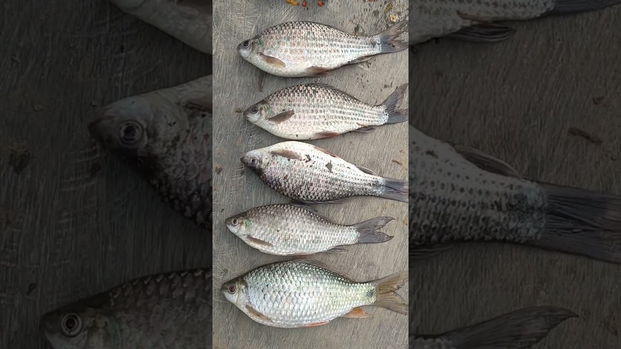 Panen ikan nilem babon di sungai tengah hutan #extrime #micro_fishing #nilem