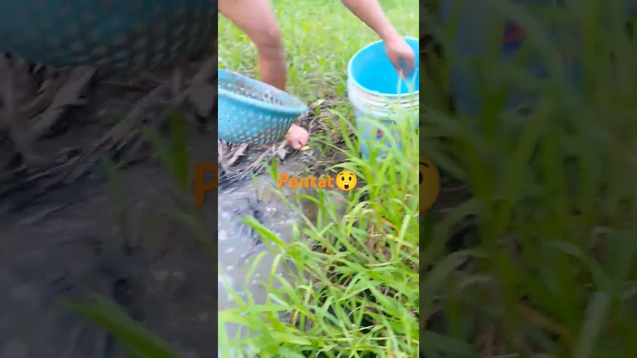 pantat#fishing #safanafishing #fishfillet #fishfillet #shortvedeo #pantat
