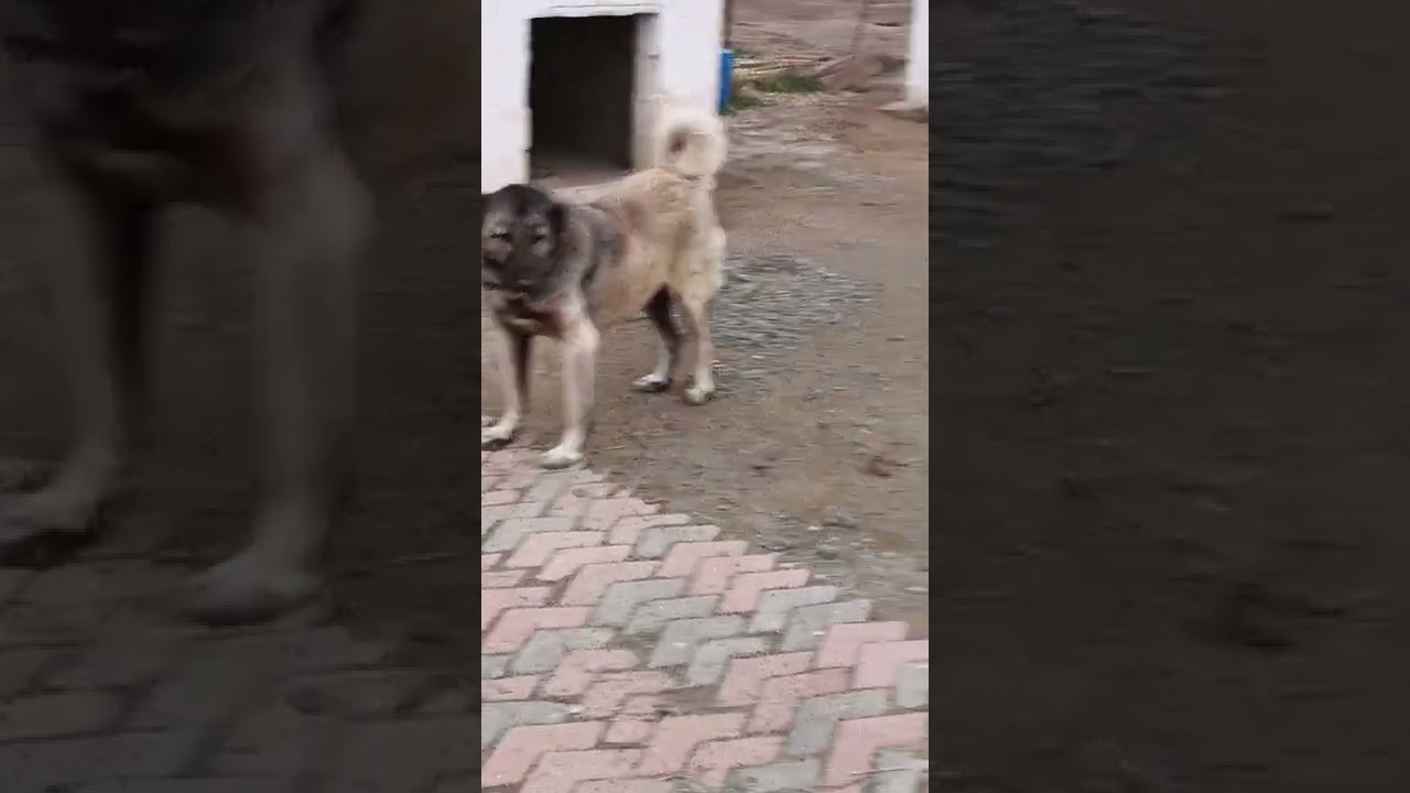 panTEr kangal disi