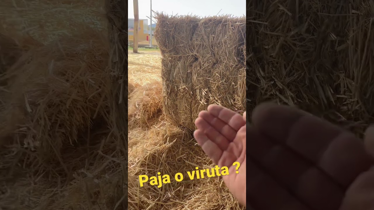 Para vuestras camas ? Paja o viruta