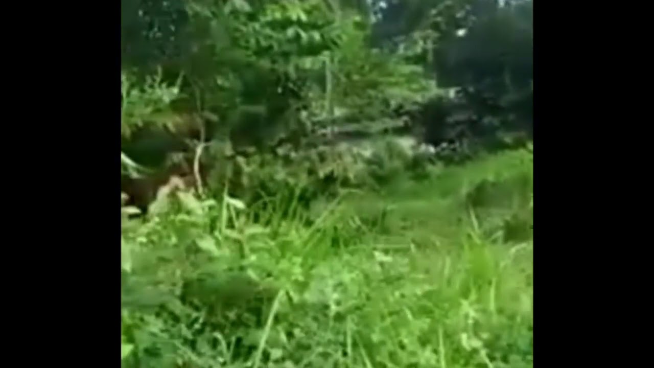 Parah abg mesum di kebun