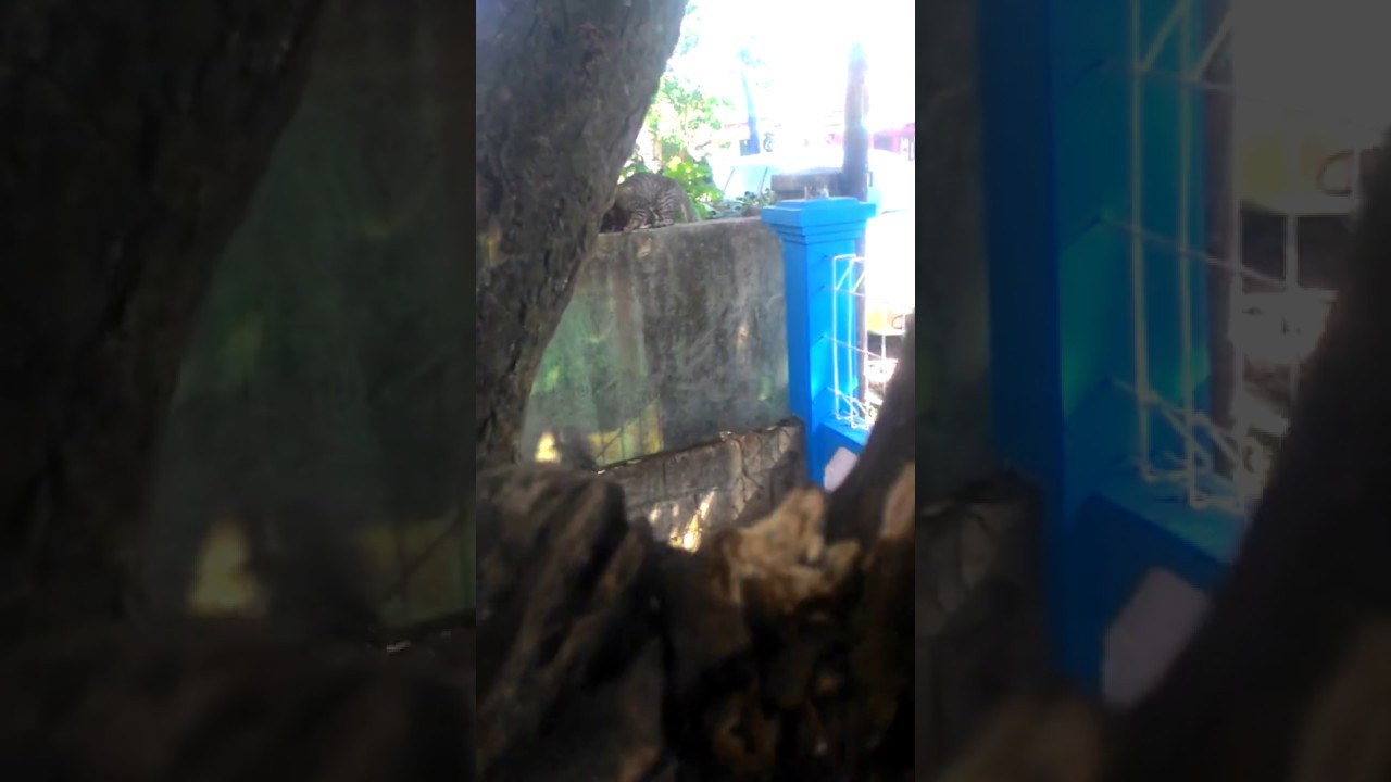 Parah!!mesum di bawah pohon😁