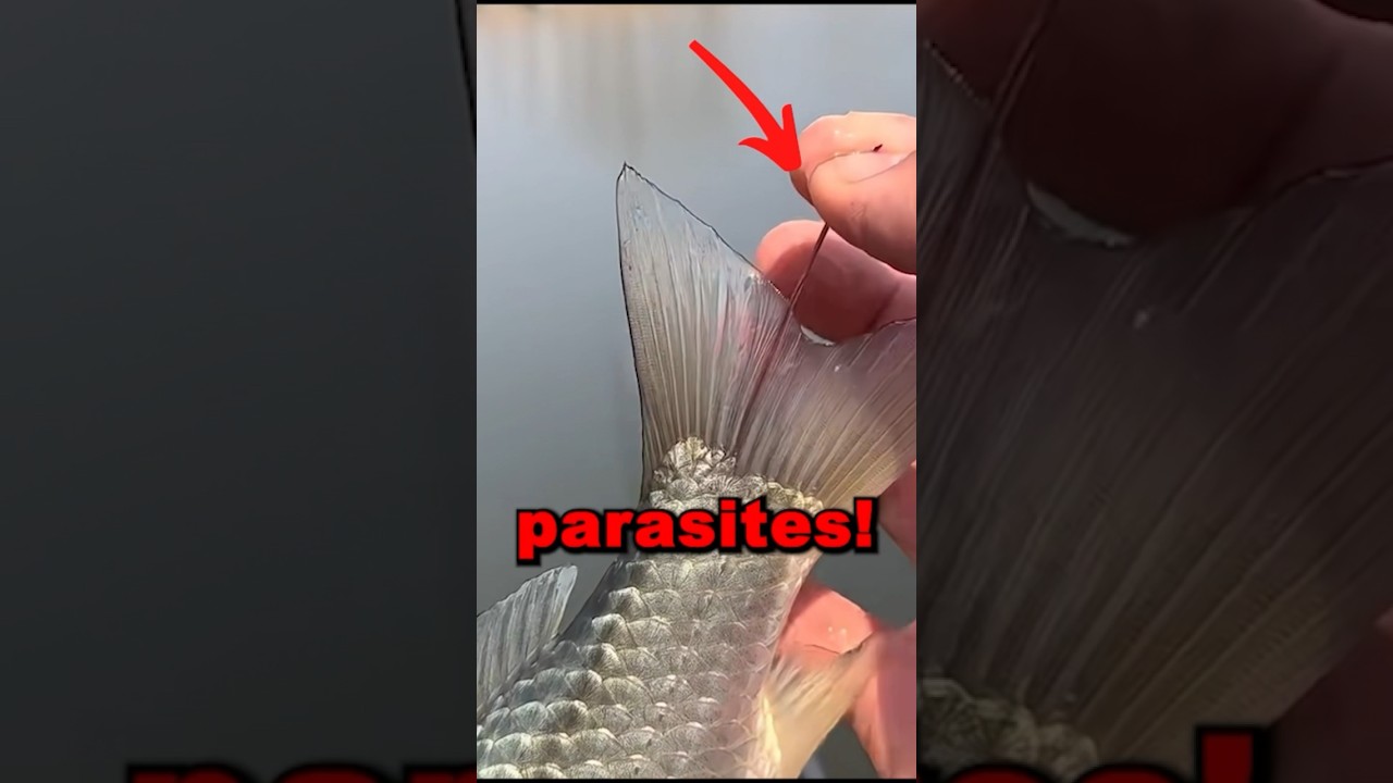 PARASITES IN FISH! #animals #animalrescue #fish #fishing #cute #helpinganimals #parasite #cool