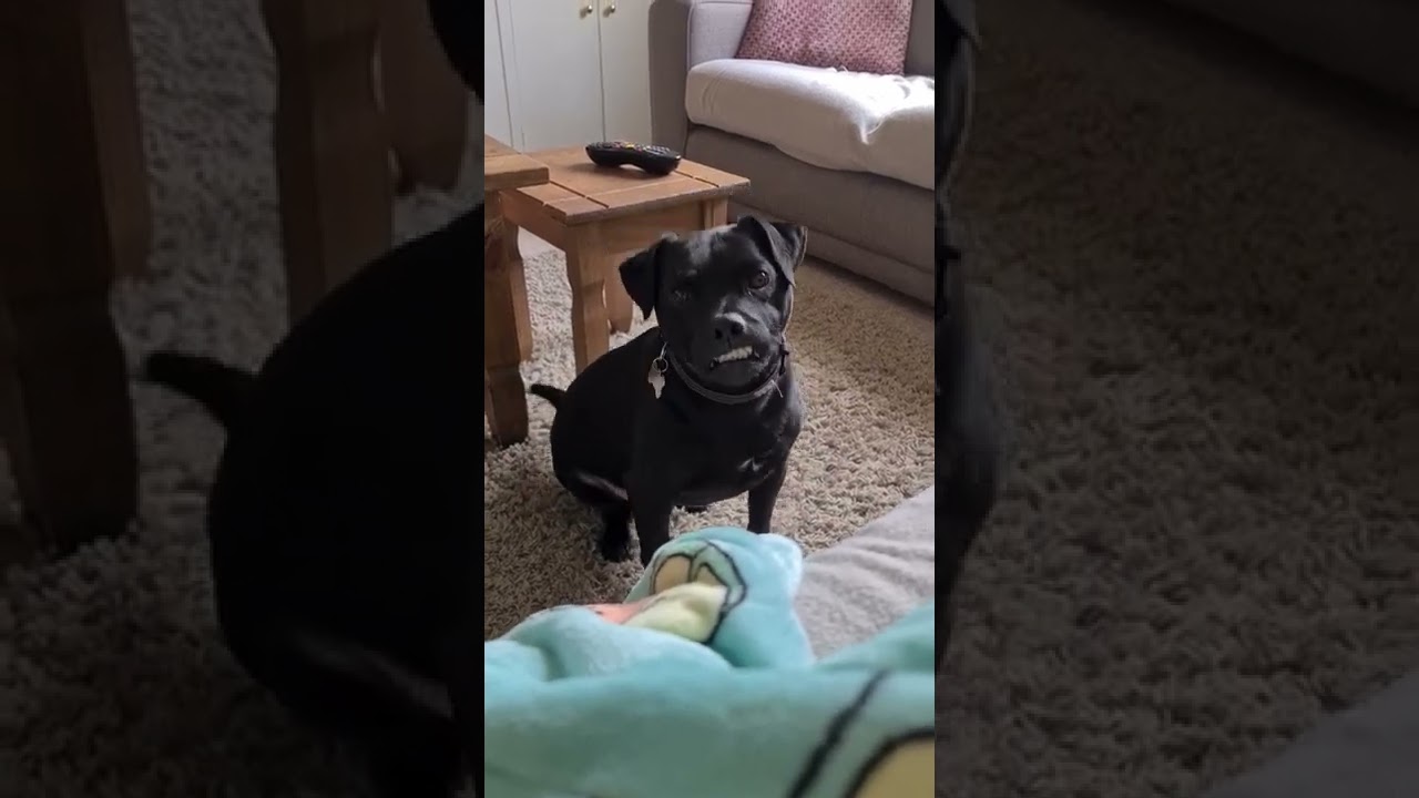 Patterdale Terrier  Smiles For The Camera #shorts