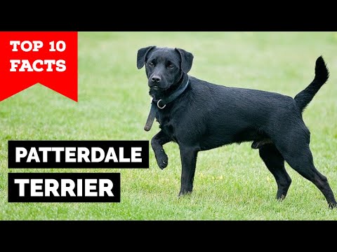 Patterdale Terrier - Top 10 Facts