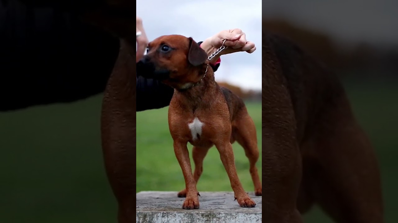 #patterdale terrier 18 months old mini monster 😱😱😱😎💪 - #dogsport