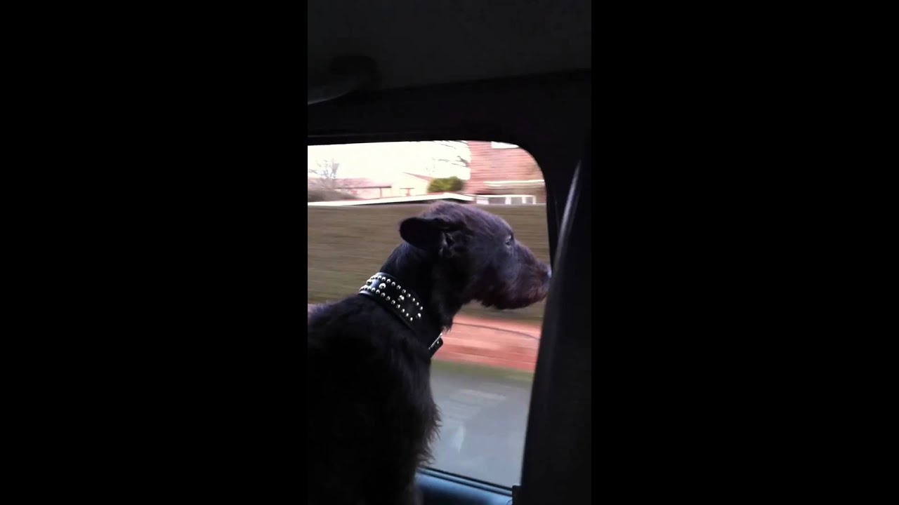 patterdale terrier chilling out