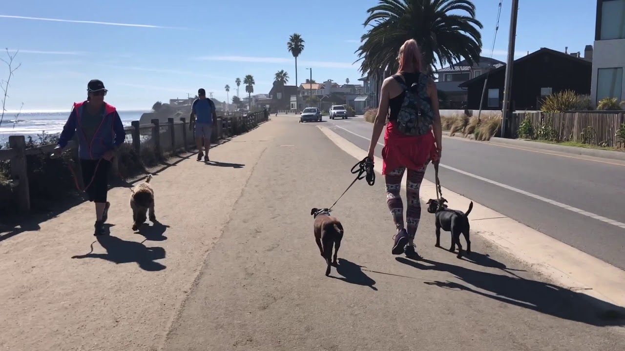Patterdale Terrier, JET! Central Coast: Off-Leash K9 Training