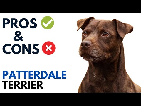Patterdale Terrier Pros and Cons | Patterdale Terrier Advantages and Disadvantages