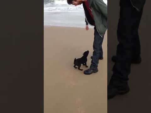 Patterdale Terrier Puppy's First Trip To The Beach  #shorts