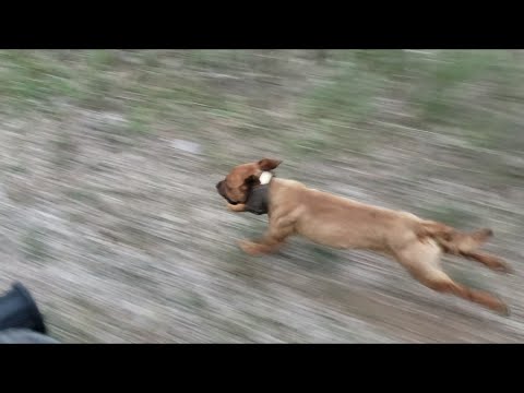 Patterdale terriers