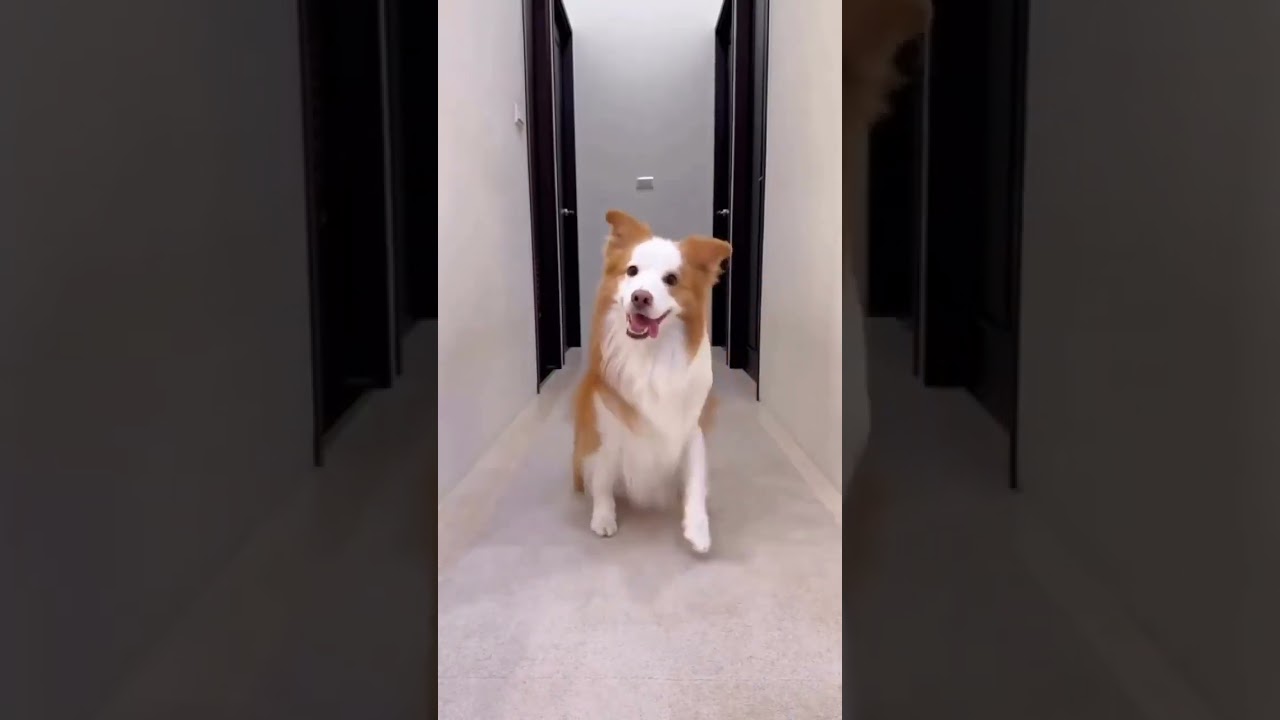 Paw-some Pooch Takes Over Instagram: A Dog's Hilarious Reel!